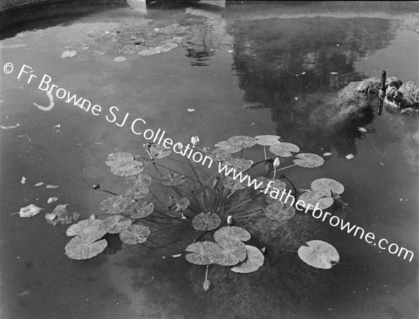 POWERSCOURT GROUNDS POOL WATERLILIES